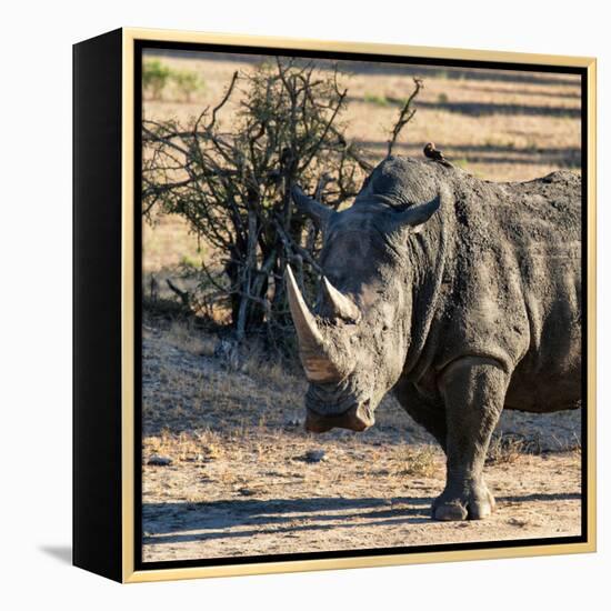 Awesome South Africa Collection Square - Portrait of a Rhinoceros at Sunset-Philippe Hugonnard-Framed Premier Image Canvas