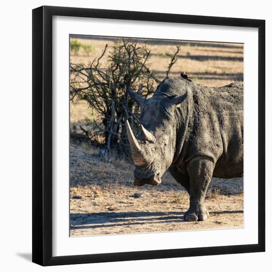 Awesome South Africa Collection Square - Portrait of a Rhinoceros at Sunset-Philippe Hugonnard-Framed Photographic Print