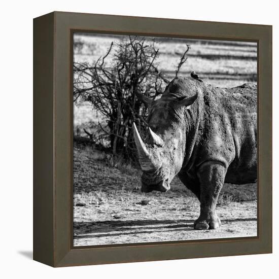 Awesome South Africa Collection Square - Portrait of a Rhinoceros-Philippe Hugonnard-Framed Premier Image Canvas