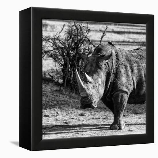 Awesome South Africa Collection Square - Portrait of a Rhinoceros-Philippe Hugonnard-Framed Premier Image Canvas