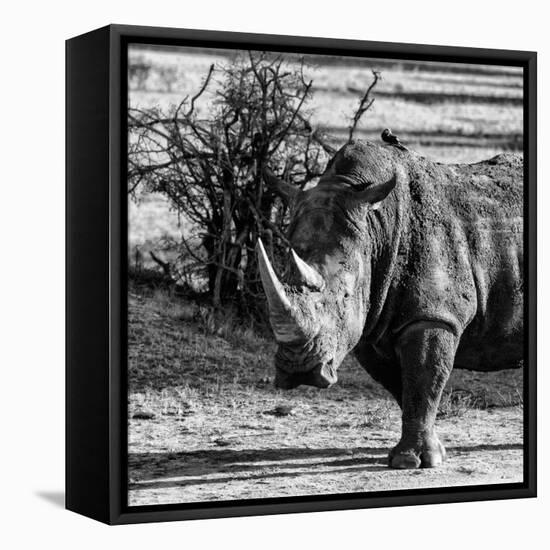 Awesome South Africa Collection Square - Portrait of a Rhinoceros-Philippe Hugonnard-Framed Premier Image Canvas