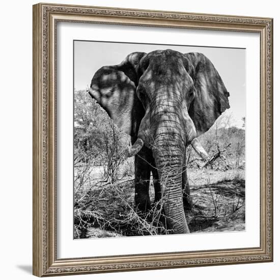 Awesome South Africa Collection Square - Portrait of African Elephant B&W-Philippe Hugonnard-Framed Photographic Print