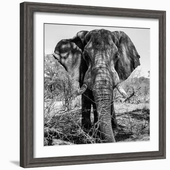 Awesome South Africa Collection Square - Portrait of African Elephant B&W-Philippe Hugonnard-Framed Photographic Print