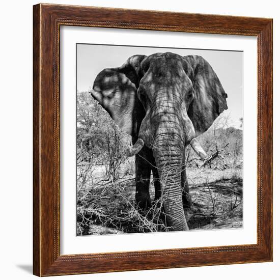 Awesome South Africa Collection Square - Portrait of African Elephant B&W-Philippe Hugonnard-Framed Photographic Print