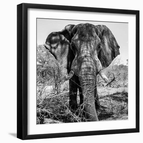 Awesome South Africa Collection Square - Portrait of African Elephant B&W-Philippe Hugonnard-Framed Photographic Print