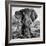 Awesome South Africa Collection Square - Portrait of African Elephant B&W-Philippe Hugonnard-Framed Photographic Print