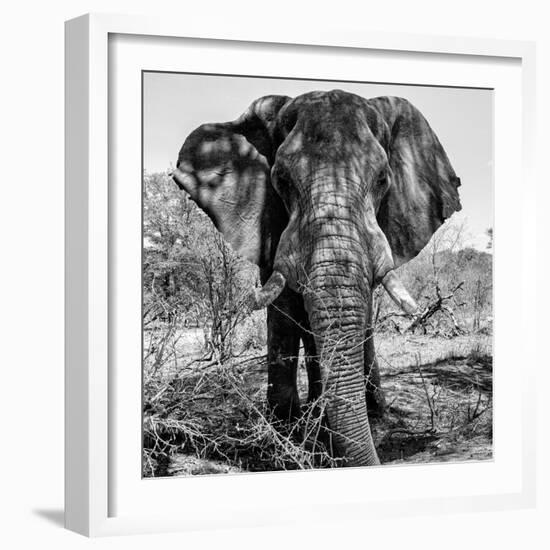 Awesome South Africa Collection Square - Portrait of African Elephant B&W-Philippe Hugonnard-Framed Photographic Print