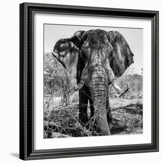 Awesome South Africa Collection Square - Portrait of African Elephant B&W-Philippe Hugonnard-Framed Photographic Print