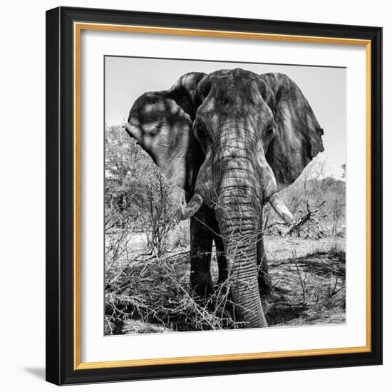 Awesome South Africa Collection Square - Portrait of African Elephant B&W-Philippe Hugonnard-Framed Photographic Print