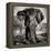 Awesome South Africa Collection Square - Portrait of African Elephant Sepia-Philippe Hugonnard-Framed Premier Image Canvas