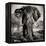 Awesome South Africa Collection Square - Portrait of African Elephant Sepia-Philippe Hugonnard-Framed Premier Image Canvas