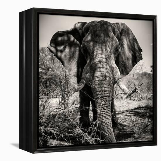 Awesome South Africa Collection Square - Portrait of African Elephant Sepia-Philippe Hugonnard-Framed Premier Image Canvas