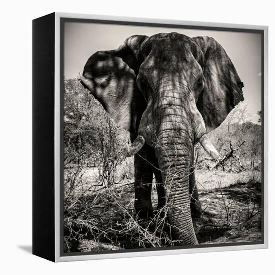 Awesome South Africa Collection Square - Portrait of African Elephant Sepia-Philippe Hugonnard-Framed Premier Image Canvas