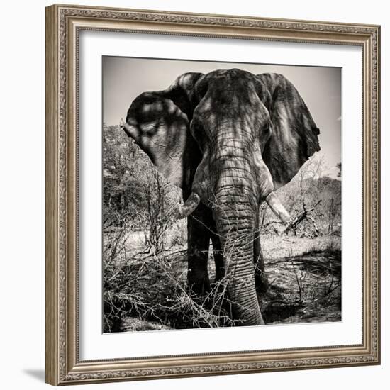 Awesome South Africa Collection Square - Portrait of African Elephant Sepia-Philippe Hugonnard-Framed Photographic Print