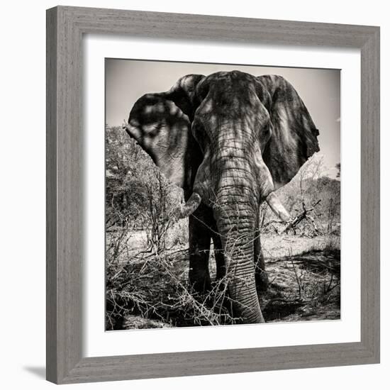 Awesome South Africa Collection Square - Portrait of African Elephant Sepia-Philippe Hugonnard-Framed Photographic Print