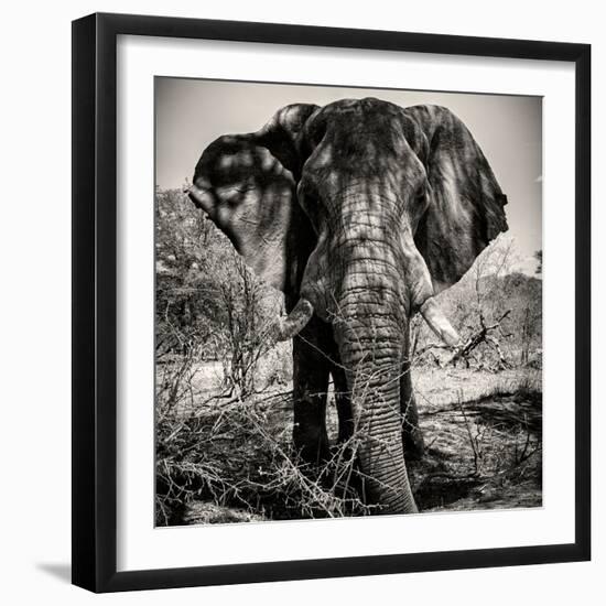 Awesome South Africa Collection Square - Portrait of African Elephant Sepia-Philippe Hugonnard-Framed Photographic Print