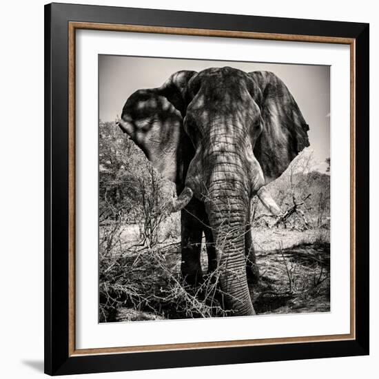 Awesome South Africa Collection Square - Portrait of African Elephant Sepia-Philippe Hugonnard-Framed Photographic Print