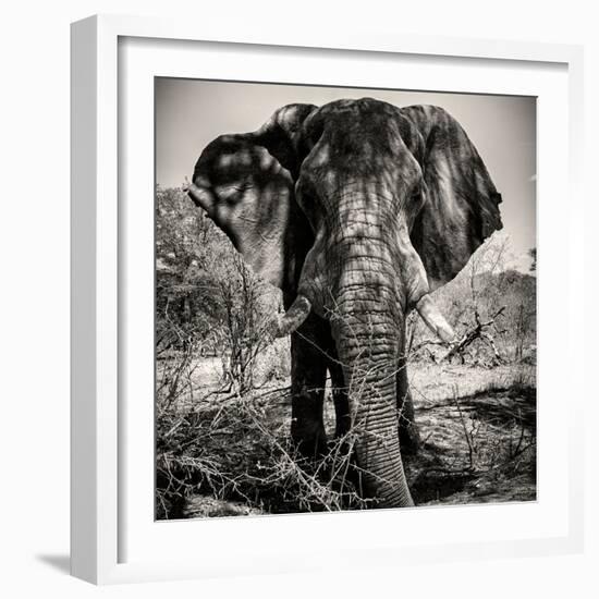Awesome South Africa Collection Square - Portrait of African Elephant Sepia-Philippe Hugonnard-Framed Photographic Print
