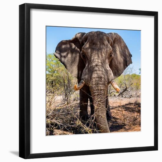 Awesome South Africa Collection Square - Portrait of African Elephant-Philippe Hugonnard-Framed Photographic Print