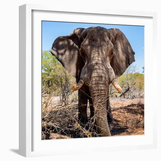 Awesome South Africa Collection Square - Portrait of African Elephant-Philippe Hugonnard-Framed Photographic Print