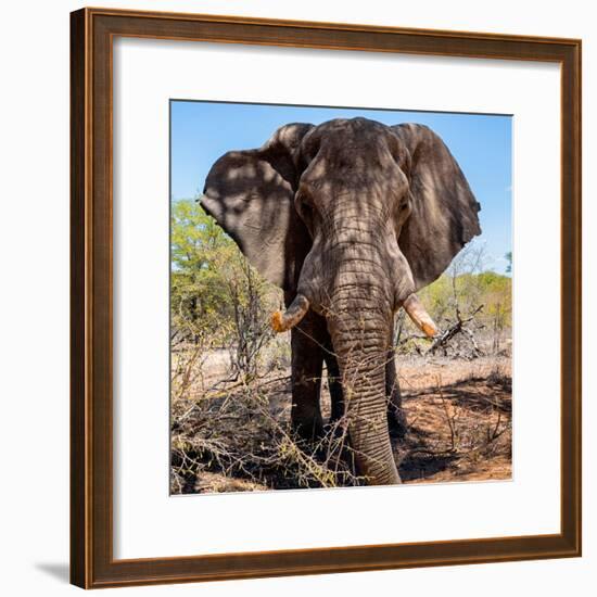 Awesome South Africa Collection Square - Portrait of African Elephant-Philippe Hugonnard-Framed Photographic Print