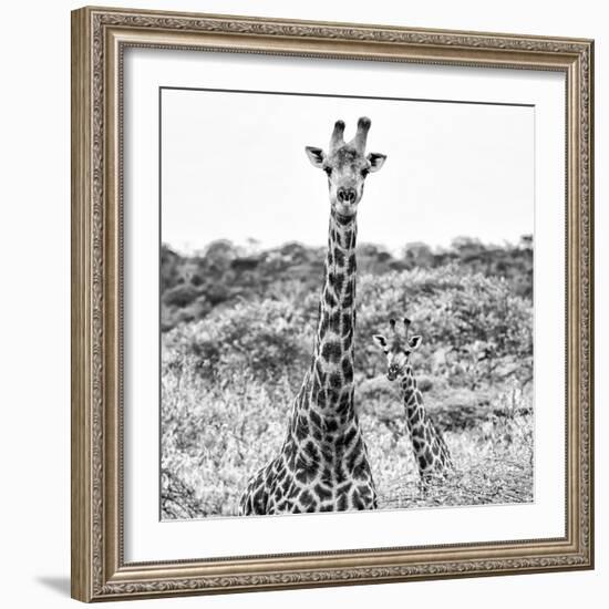 Awesome South Africa Collection Square - Portrait of Two Giraffes B&W-Philippe Hugonnard-Framed Photographic Print