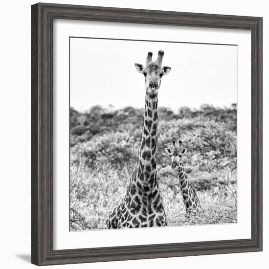 Awesome South Africa Collection Square - Portrait of Two Giraffes B&W-Philippe Hugonnard-Framed Photographic Print