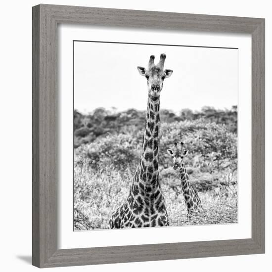 Awesome South Africa Collection Square - Portrait of Two Giraffes B&W-Philippe Hugonnard-Framed Photographic Print