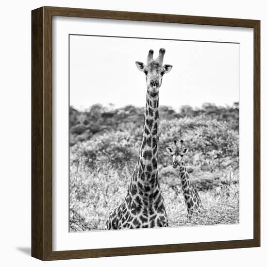 Awesome South Africa Collection Square - Portrait of Two Giraffes B&W-Philippe Hugonnard-Framed Photographic Print