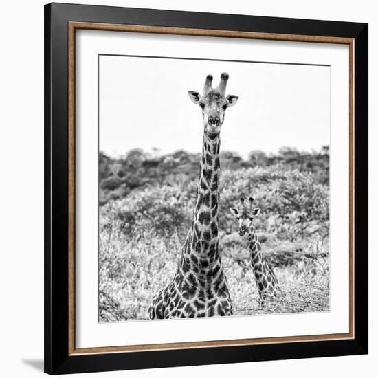 Awesome South Africa Collection Square - Portrait of Two Giraffes B&W-Philippe Hugonnard-Framed Photographic Print
