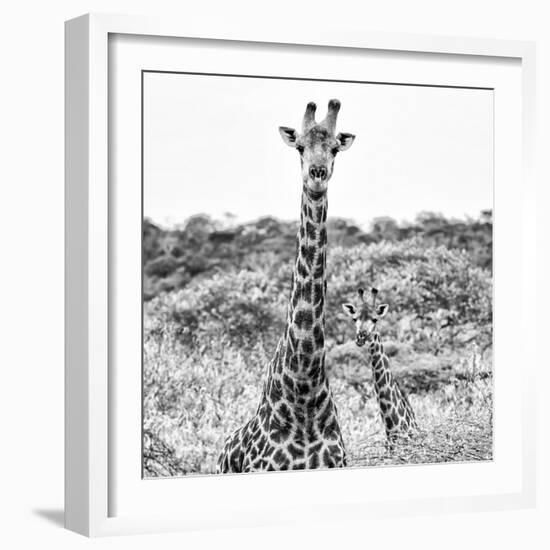 Awesome South Africa Collection Square - Portrait of Two Giraffes B&W-Philippe Hugonnard-Framed Photographic Print