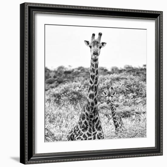 Awesome South Africa Collection Square - Portrait of Two Giraffes B&W-Philippe Hugonnard-Framed Photographic Print