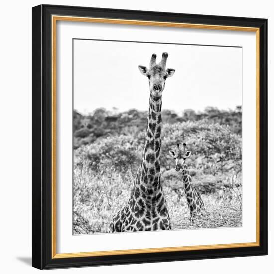 Awesome South Africa Collection Square - Portrait of Two Giraffes B&W-Philippe Hugonnard-Framed Photographic Print