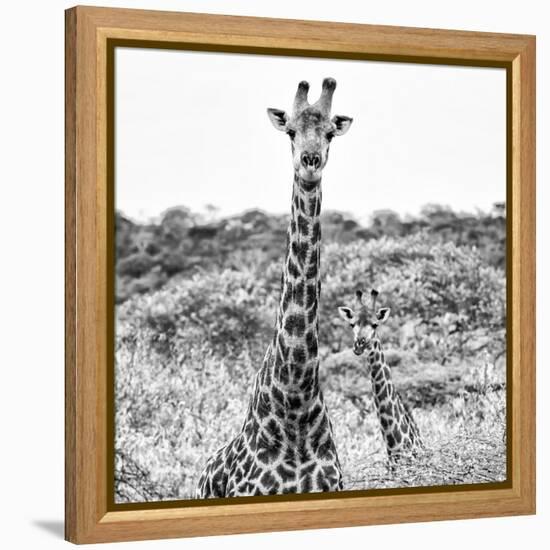 Awesome South Africa Collection Square - Portrait of Two Giraffes B&W-Philippe Hugonnard-Framed Premier Image Canvas