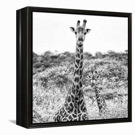 Awesome South Africa Collection Square - Portrait of Two Giraffes B&W-Philippe Hugonnard-Framed Premier Image Canvas