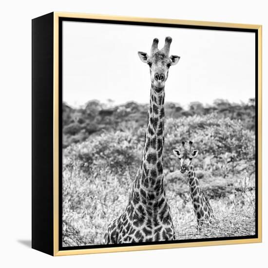 Awesome South Africa Collection Square - Portrait of Two Giraffes B&W-Philippe Hugonnard-Framed Premier Image Canvas