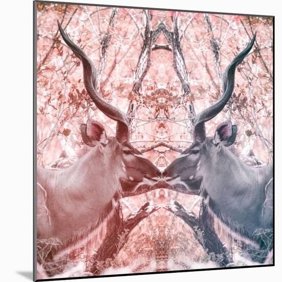 Awesome South Africa Collection Square - Reflection of Greater Kudu - Red & Dimgray-Philippe Hugonnard-Mounted Photographic Print