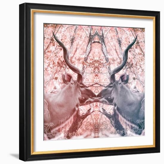 Awesome South Africa Collection Square - Reflection of Greater Kudu - Red & Dimgray-Philippe Hugonnard-Framed Photographic Print