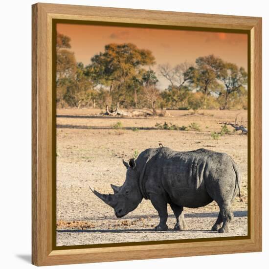 Awesome South Africa Collection Square - Rhinoceros in Savanna at Sunset-Philippe Hugonnard-Framed Premier Image Canvas