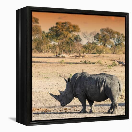 Awesome South Africa Collection Square - Rhinoceros in Savanna at Sunset-Philippe Hugonnard-Framed Premier Image Canvas