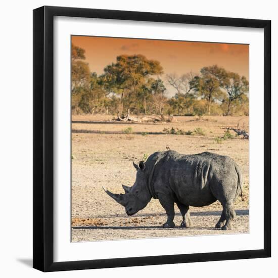 Awesome South Africa Collection Square - Rhinoceros in Savanna at Sunset-Philippe Hugonnard-Framed Photographic Print