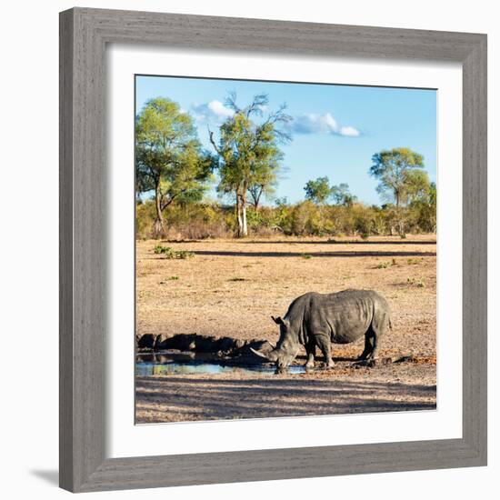 Awesome South Africa Collection Square - Rhinoceros in Savanna Landscape at Sunset-Philippe Hugonnard-Framed Photographic Print