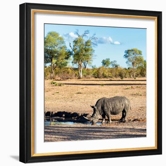 Awesome South Africa Collection Square - Rhinoceros in Savanna Landscape at Sunset-Philippe Hugonnard-Framed Photographic Print