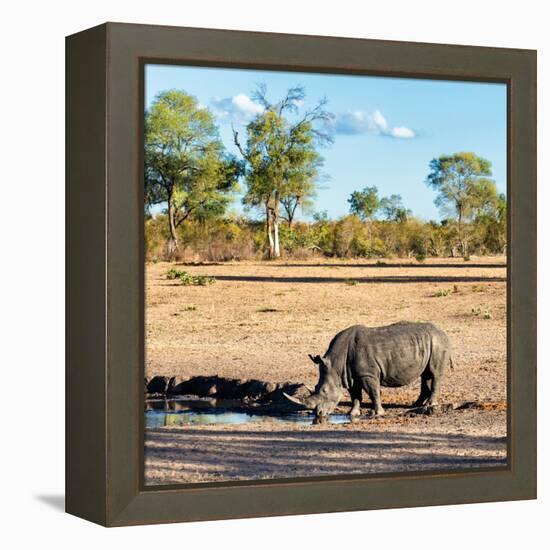 Awesome South Africa Collection Square - Rhinoceros in Savanna Landscape at Sunset-Philippe Hugonnard-Framed Premier Image Canvas