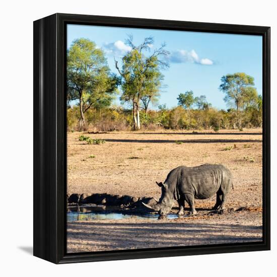 Awesome South Africa Collection Square - Rhinoceros in Savanna Landscape at Sunset-Philippe Hugonnard-Framed Premier Image Canvas