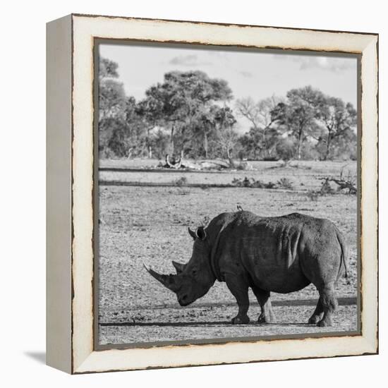 Awesome South Africa Collection Square - Rhinoceros in Savanna-Philippe Hugonnard-Framed Premier Image Canvas