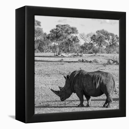 Awesome South Africa Collection Square - Rhinoceros in Savanna-Philippe Hugonnard-Framed Premier Image Canvas