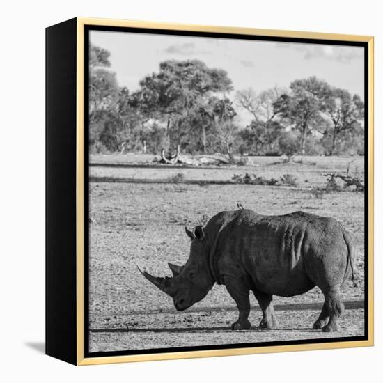 Awesome South Africa Collection Square - Rhinoceros in Savanna-Philippe Hugonnard-Framed Premier Image Canvas