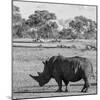 Awesome South Africa Collection Square - Rhinoceros in Savanna-Philippe Hugonnard-Mounted Photographic Print