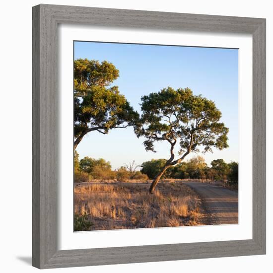 Awesome South Africa Collection Square - Safari Road at Sunrise-Philippe Hugonnard-Framed Photographic Print